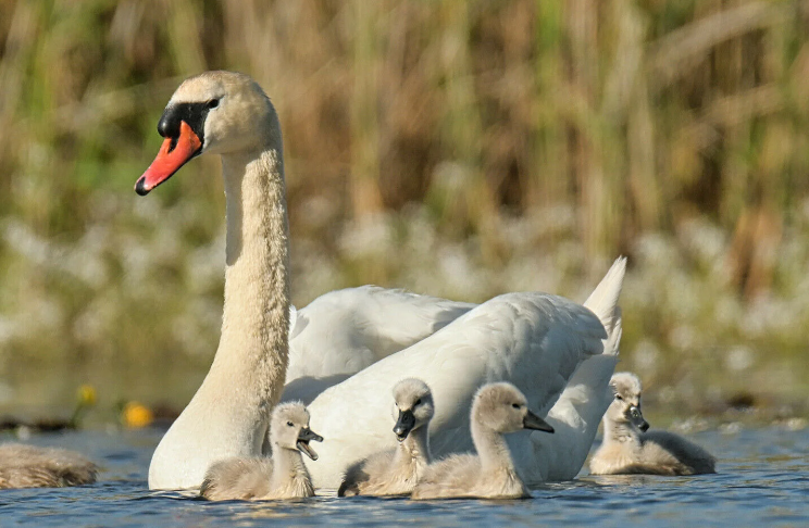 Let op: watervogels broedseizoen - 3 tips aan de waterkant